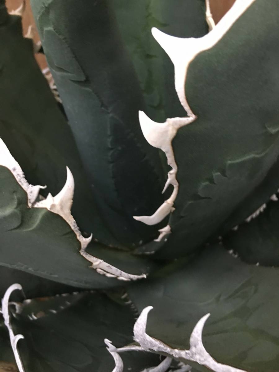 多肉植物アガベ チタノタ ホリダ 白中斑 多肉植物アガベ チタノタ hp
