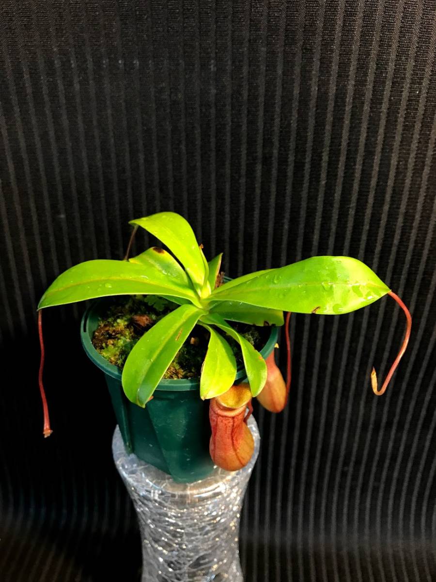ネペンテス原種 ventricosa 