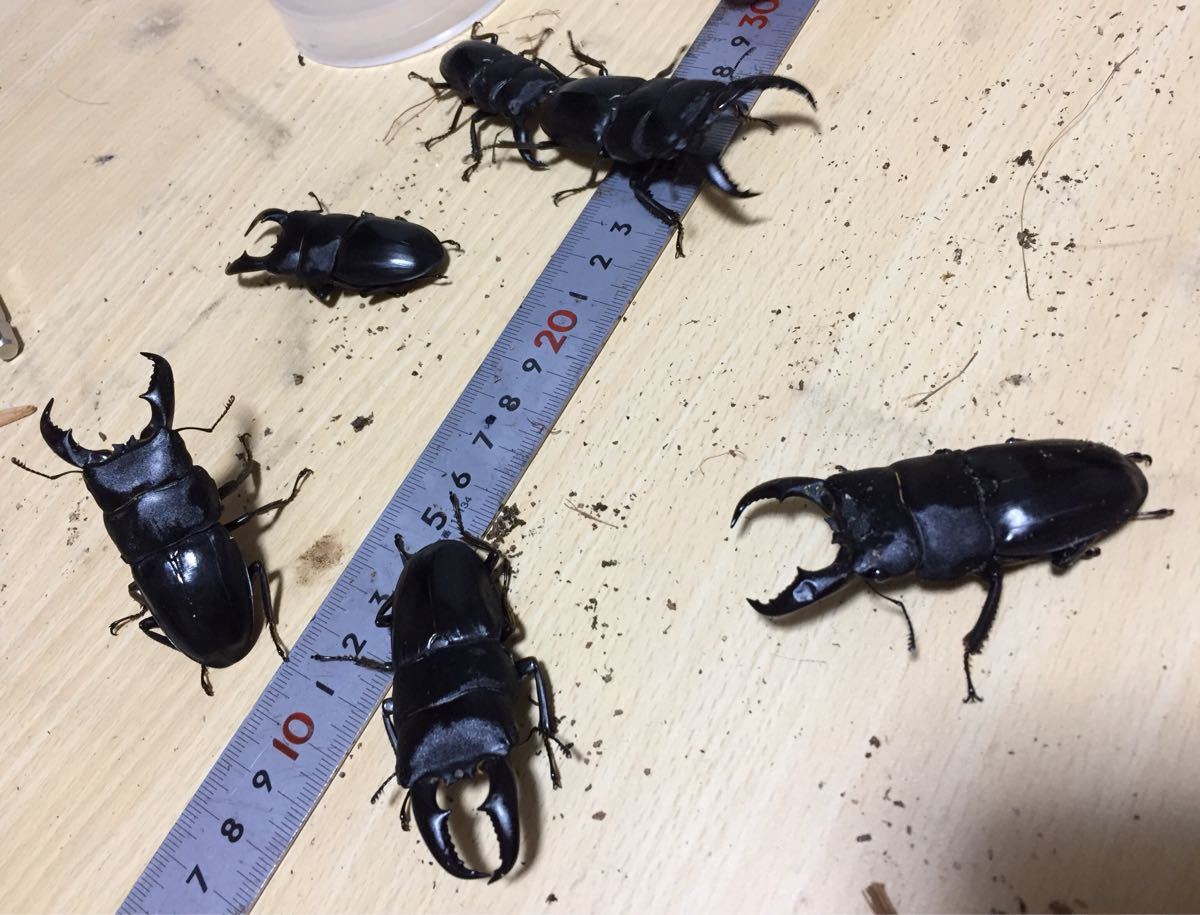 奄美市龍郷町】アマミヒラタクワガタ♂54～70ミリ6頭・♀37～43ミリ12