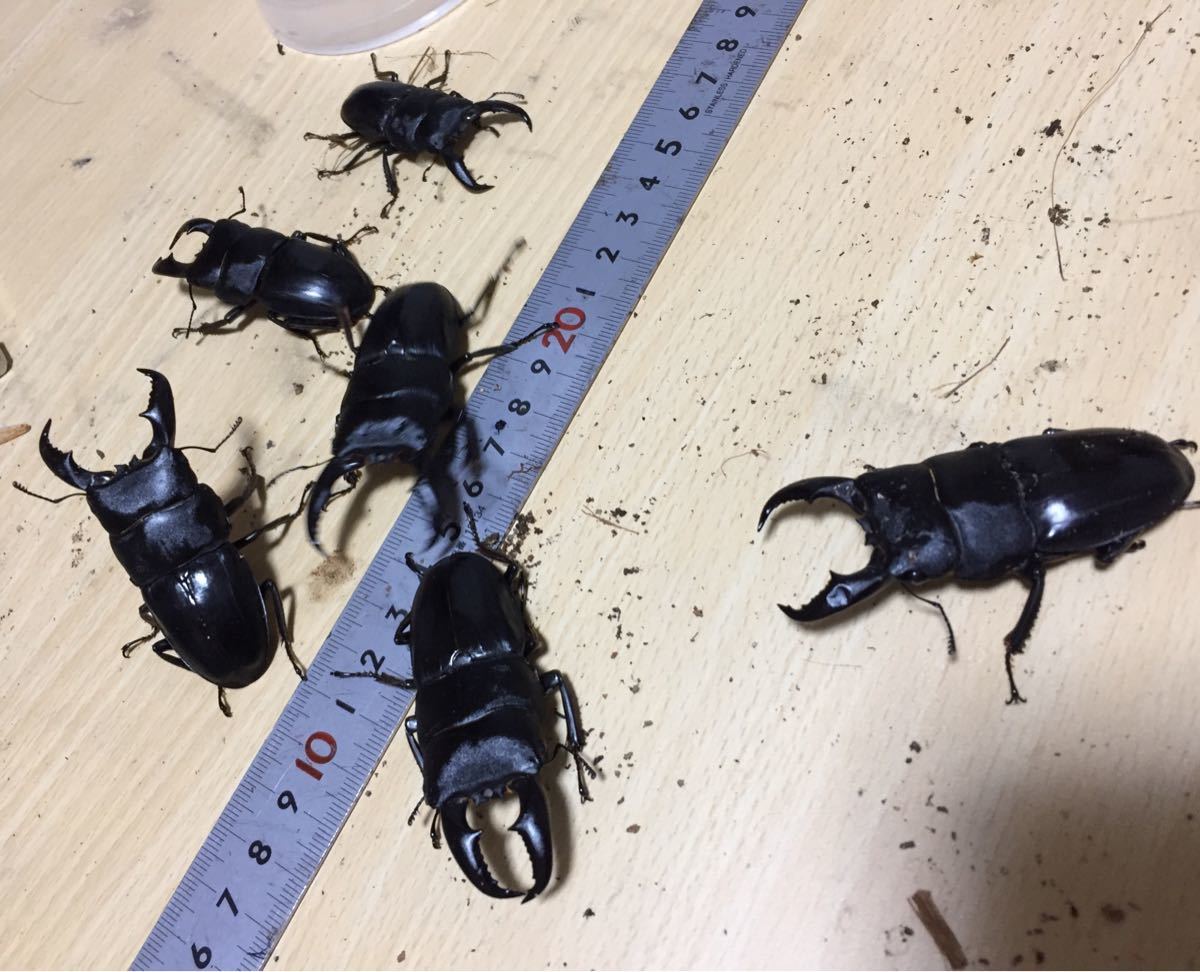 奄美市龍郷町】アマミヒラタクワガタ♂54～70ミリ6頭・♀37～43ミリ12