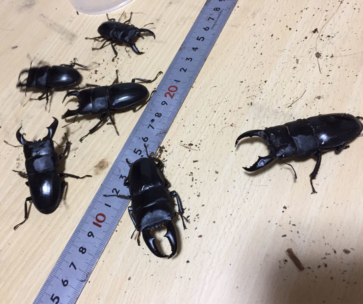 奄美市龍郷町】アマミヒラタクワガタ♂54～70ミリ6頭・♀37～43ミリ12