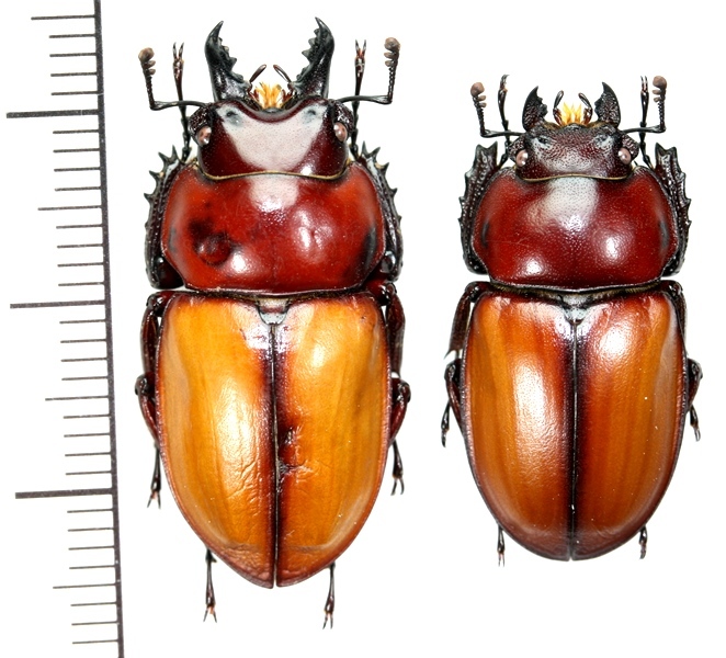 チャイロマルバネクワガタ 標本 昆虫標本：チャイロマルバネクワガタ 大型ペア 西表島 チャイロ