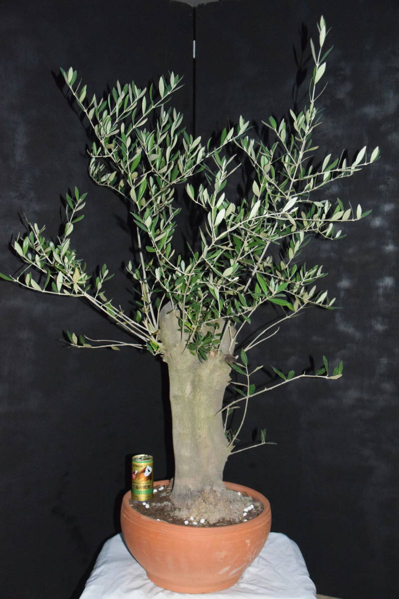 ☆小豆島で育んだ オリーブ ミッション 土鉢植え 110cm
