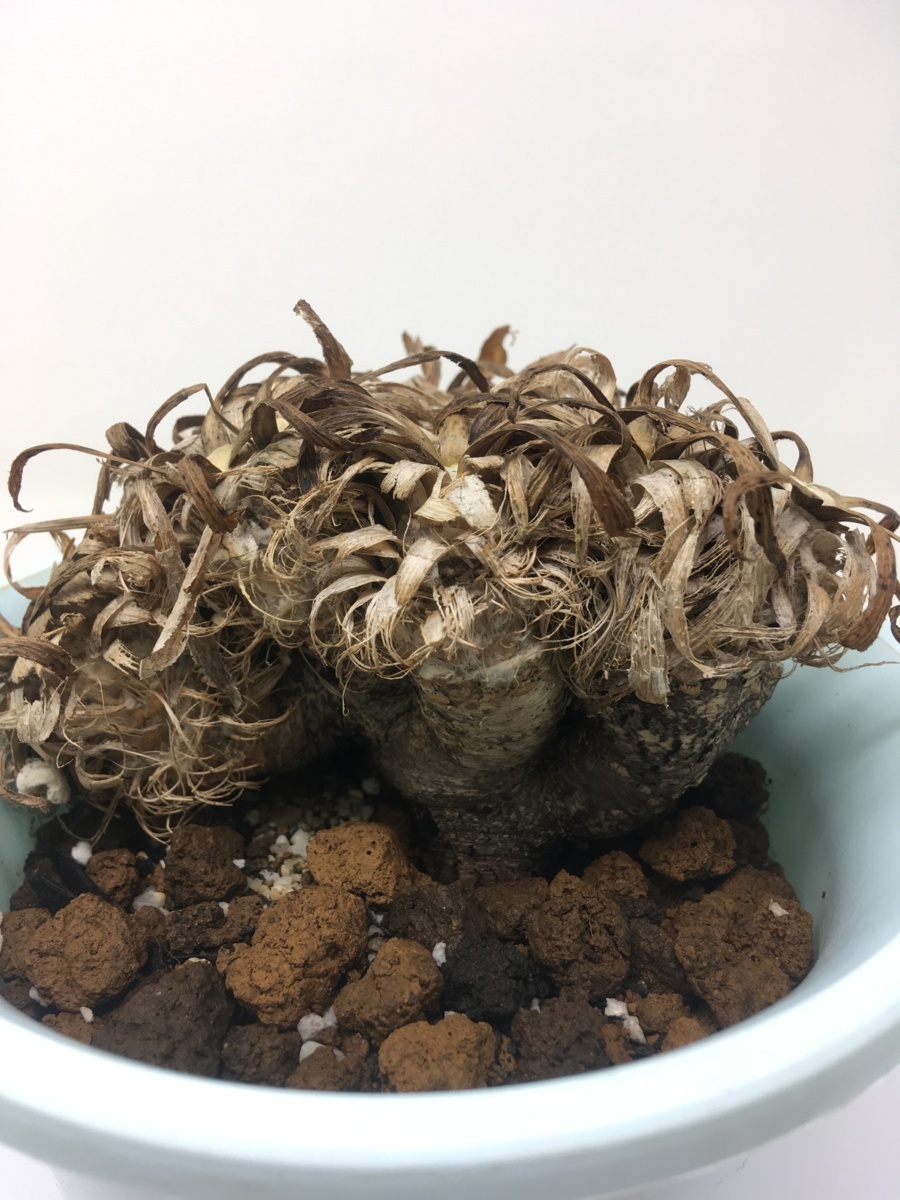 塊根植物 オトンナ レトロルサ Othonna Retrorsa 南アフリカより直輸入しました Sa 7 6 観葉植物 売買されたオークション情報 Yahooの商品情報をアーカイブ公開 オークファン Aucfan Com