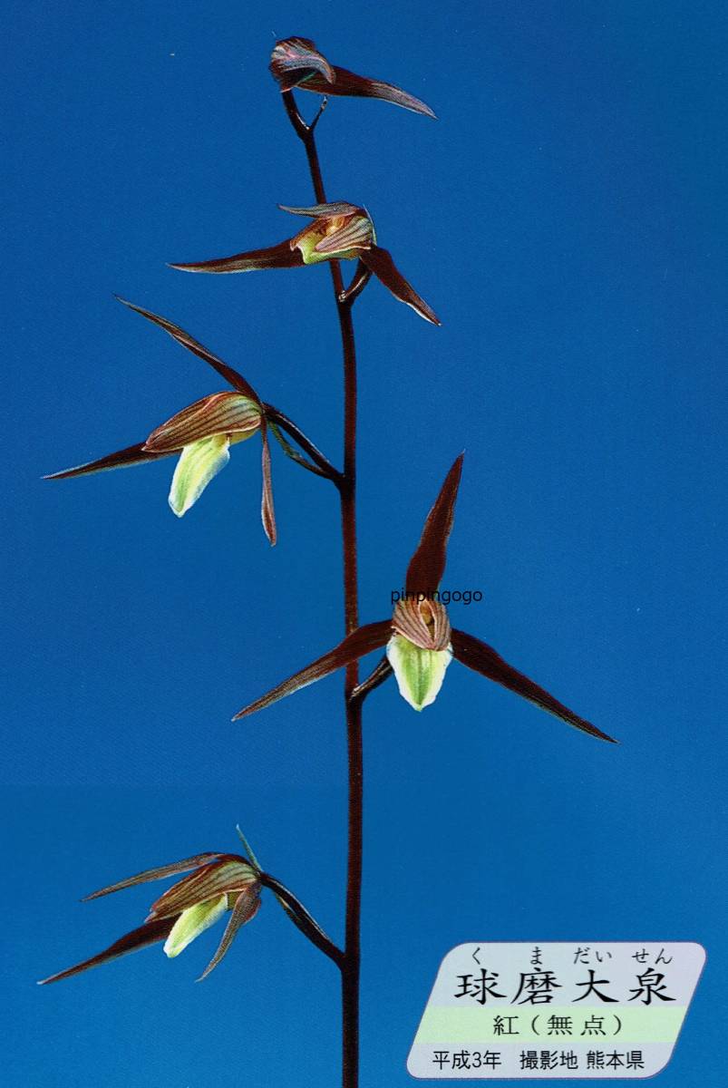 寒蘭 銘品 球磨大泉 （紅無点系花） 29T78 鉢植え 花 【公式通販】