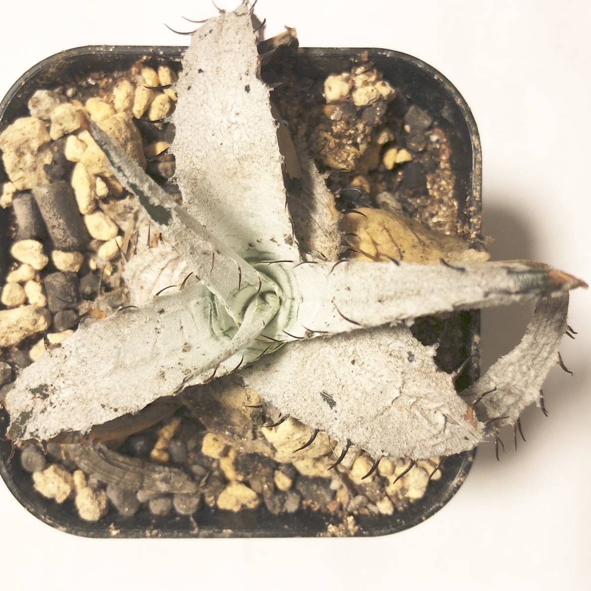 Dyckia braunii ブラウニー 子株 輸入個体 原種 【発根 活着済】Dyckia 