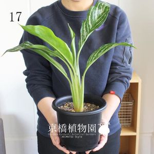 19年01月 アグラオネマ カーティシーのヤフオク の相場 価格を見る ヤフオク のアグラオネマ カーティシー のオークション売買情報は3件が掲載されています