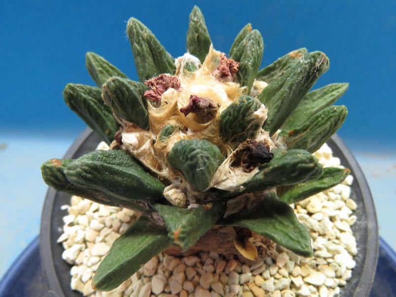 竜角牡丹 サボテン：アリオカルプス 実生*幅4.5cm サボテン 多肉植物