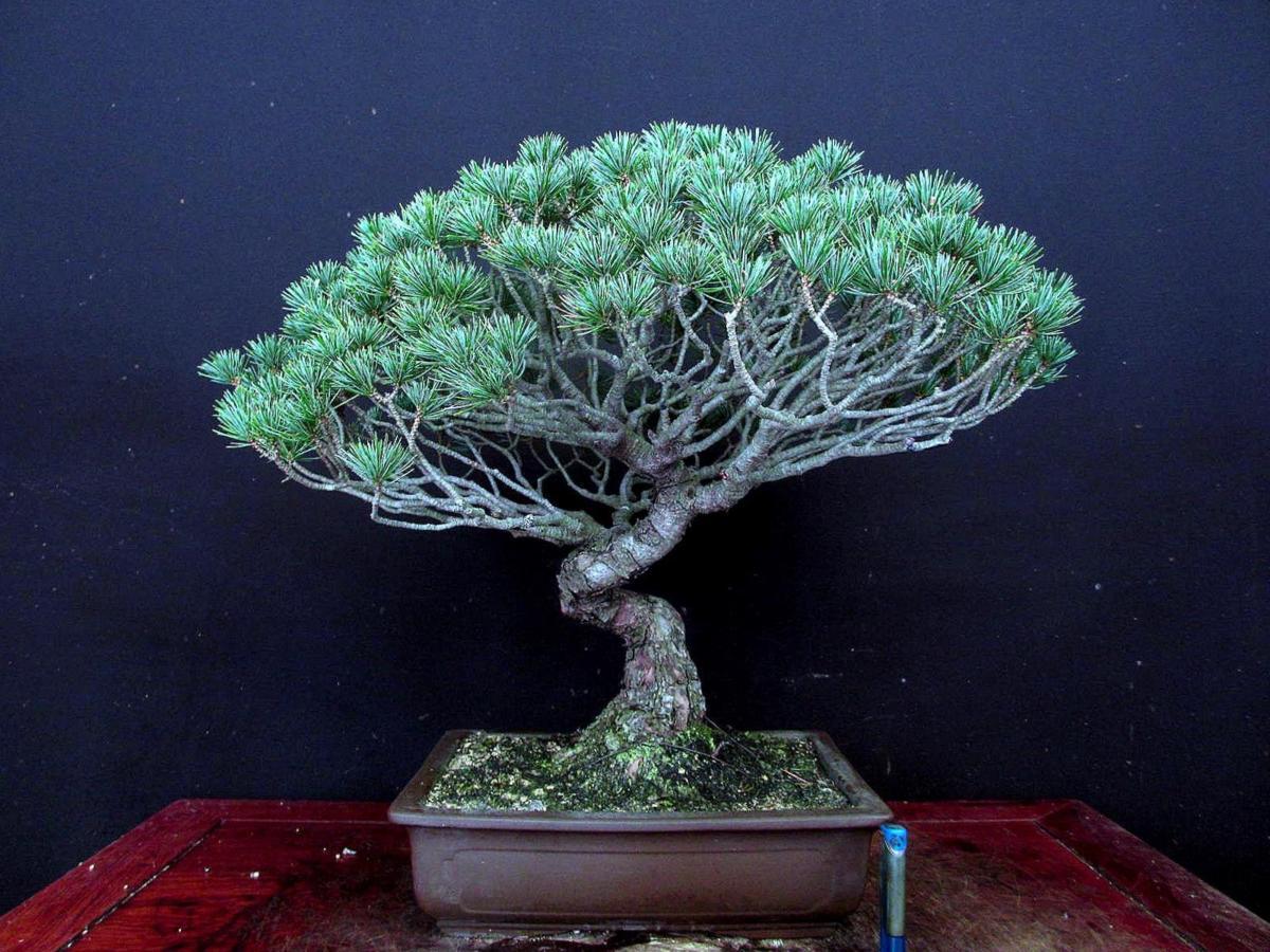 盆栽 五葉松 BONSAI 樹高95cm | THEPARKCOMPANIES.COM