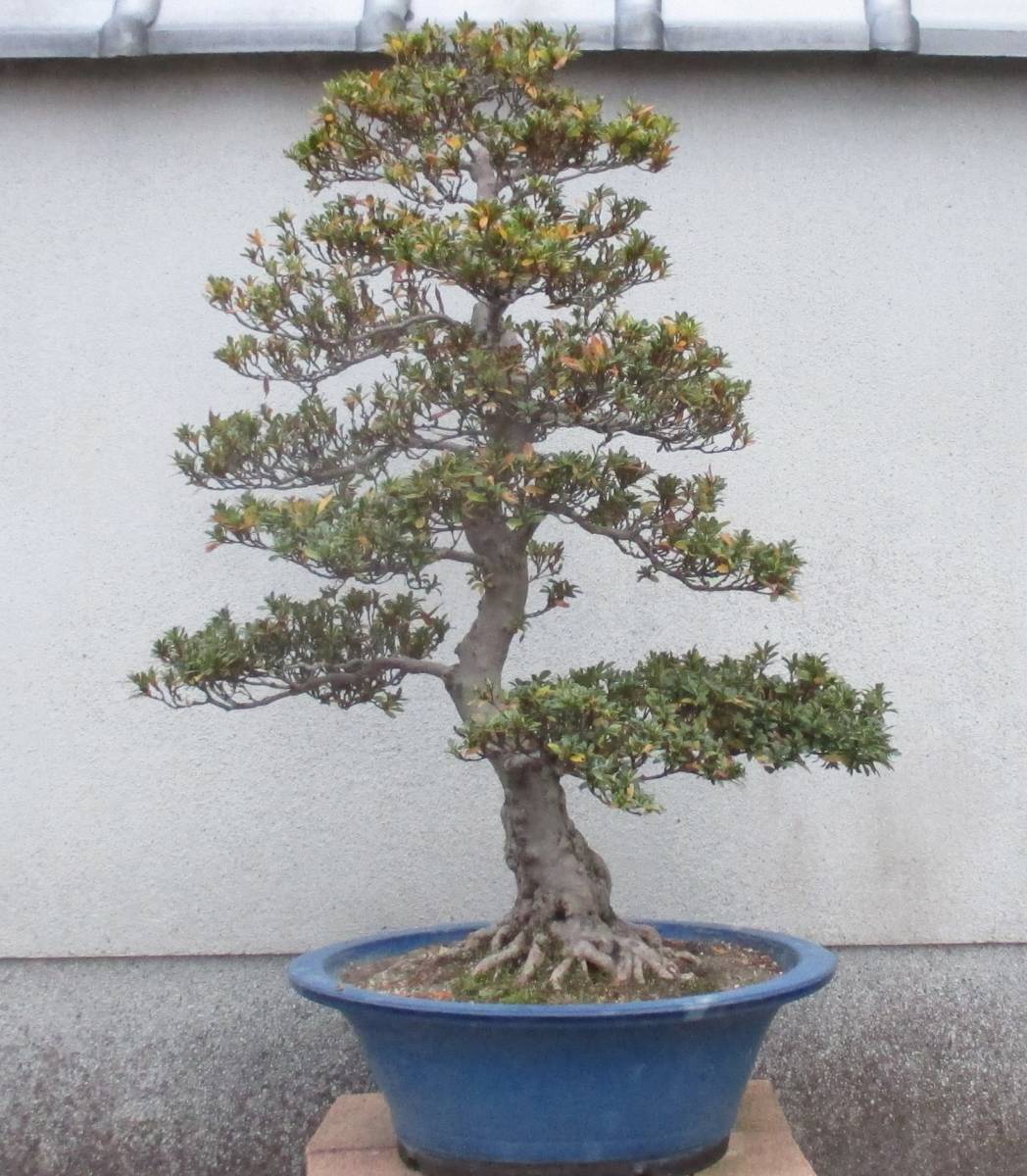 盆栽 さつき 鉢の通販