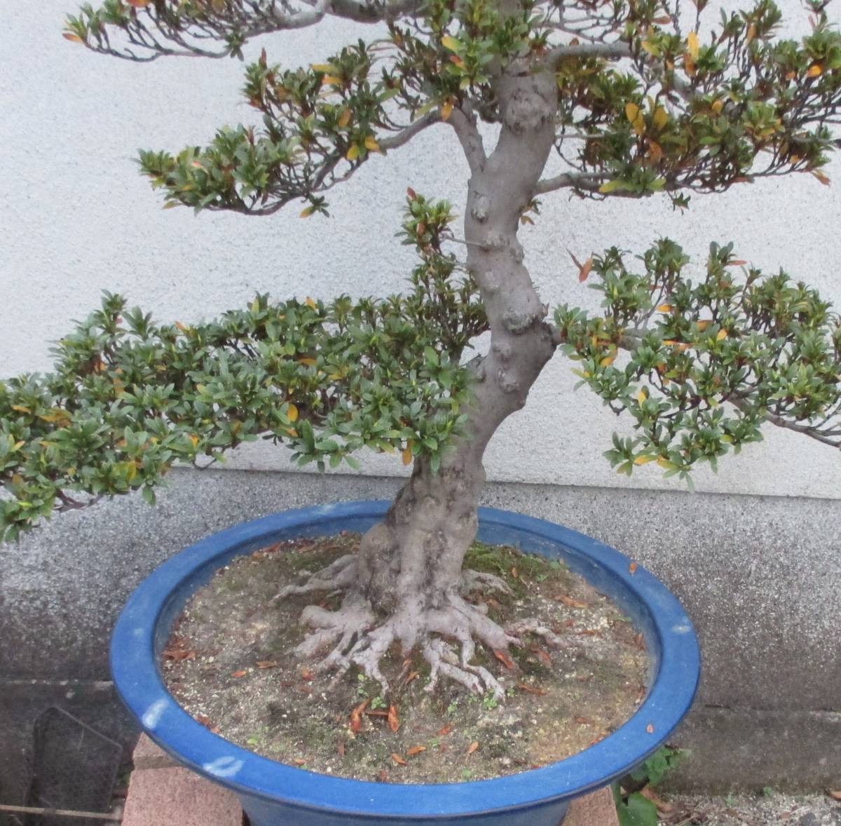 盆栽 さつき 鉢の通販
