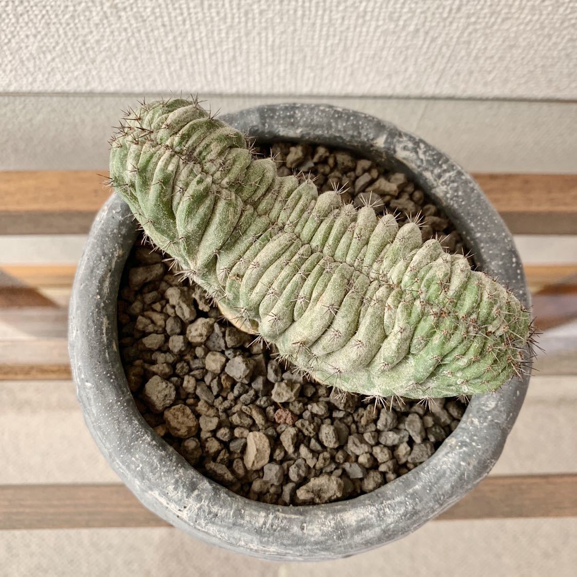 ゲンコツ形】 仙人閣 (センニンカク) 綴化 (セッカ) サボテン 多肉植物