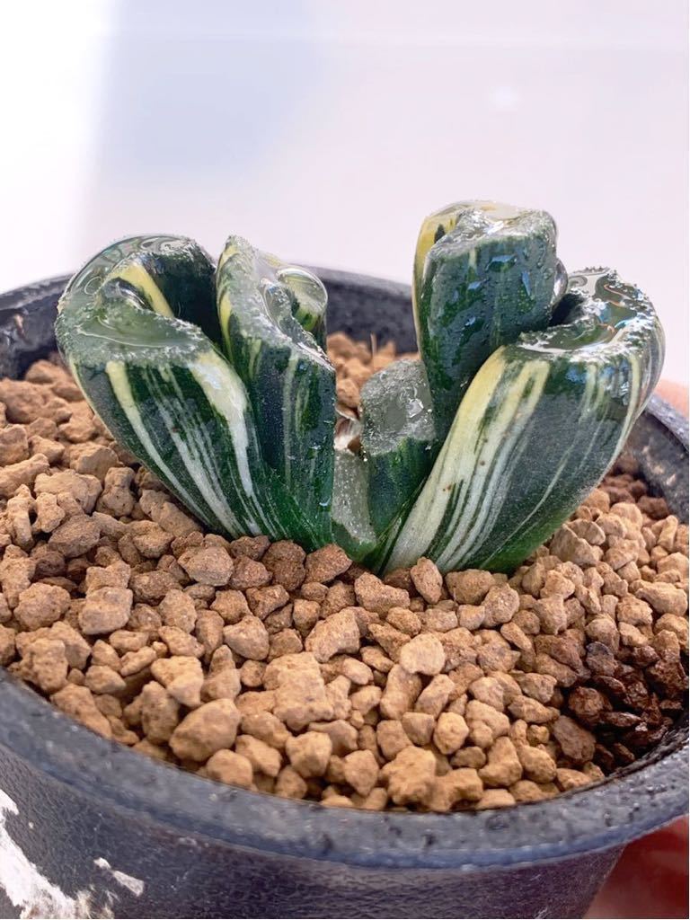 ハオルチア 玉扇錦 多肉植物 ハオルチア 玉扇錦 極上斑入り ハオルチア 玉扇錦 多肉植物 ハオルチア 玉扇錦 極上斑入り