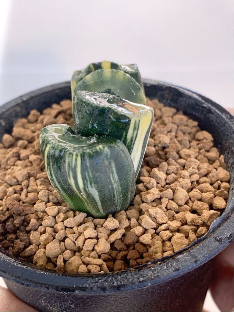 ハオルチア 玉扇錦 多肉植物 ハオルチア 玉扇錦 極上斑入り ハオルチア 玉扇錦 多肉植物 ハオルチア 玉扇錦 極上斑入り