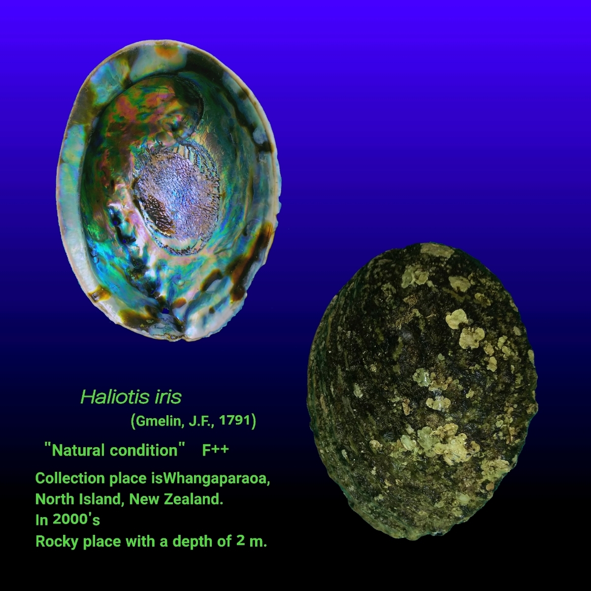 ヘリトリアワビ パウア貝 大 貝殻 標本 一円スタート 科学 自然 売買されたオークション情報 Yahooの商品情報をアーカイブ公開 オークファン Aucfan Com