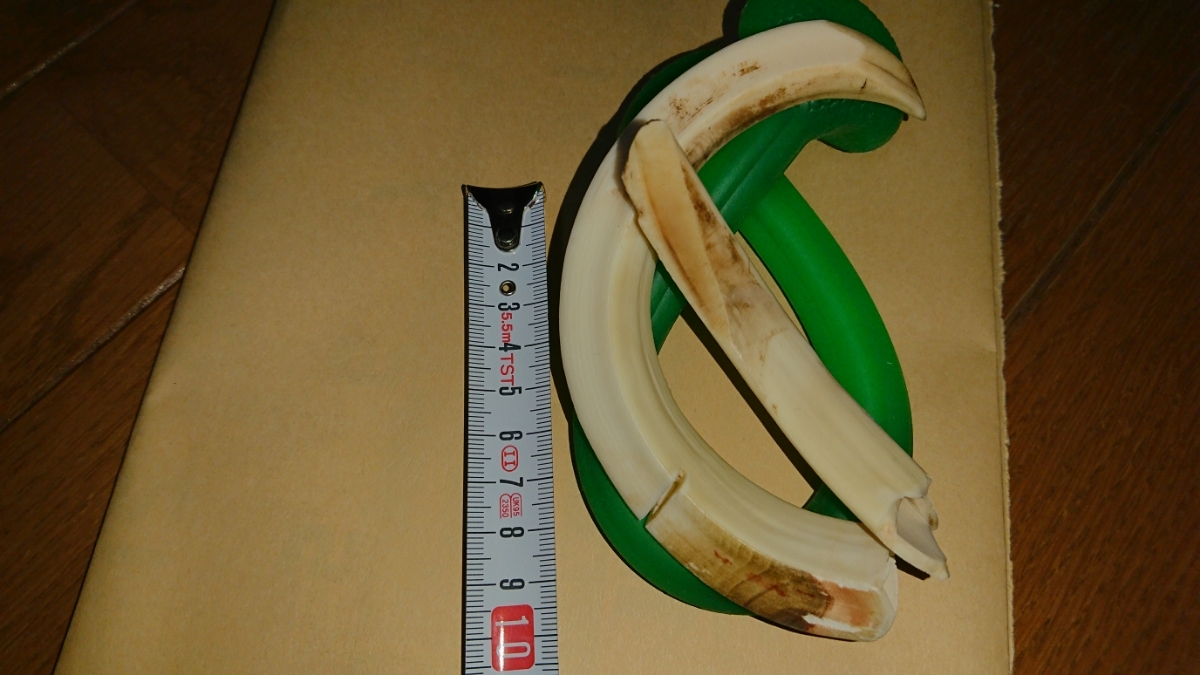 | まるで刃物。画像で見るイノシシの牙の切れ味。 : 猪の牙 動物園の動物達も高齢化6イノシシの牙を考える 岡崎 好秀 BONE&amp;WOOD No.93 イノシシの牙｜野生動物保護管理事務所（WMO） – シカ 獣涙 猪の牙を使用したネックレス 獣骨と俺 打印布局文章四川：某种基因变异现“人嘴人牙”猪