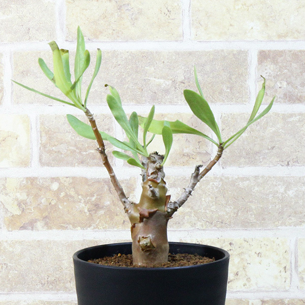 【オトンナ】 レトロフラクタ HG 3.5号 3 Othonna retrofracta (塊根植物・塊茎植物 コーデックス)