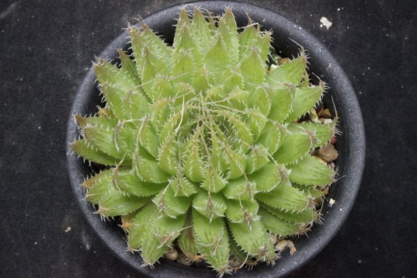 ハオルチア ノルチェリー他　原種ハオルチア３種セットその27　多肉植物　 十二の巻 3号ポット 多肉植物 観葉植物 硬葉系