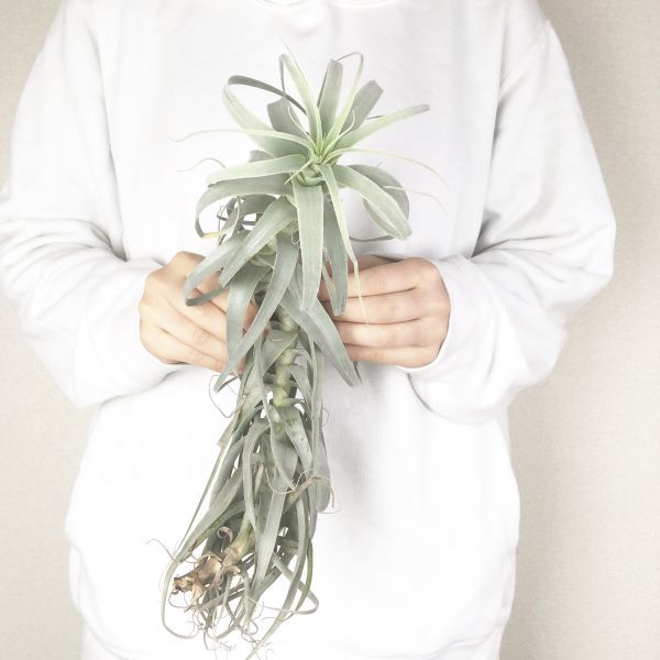 現品】チランジア・ストラミネア 大 （3） K2 plants gallery