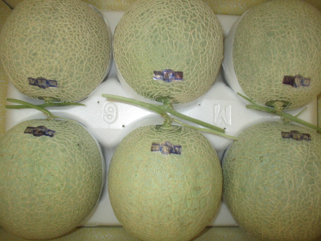1円スタート！！※訳あり！★★【高知県夜須産】★【温室マスクメロン】【隔離栽培】★6玉★約6.8㌔★★★　38（しゅ） \u201d高知県夜須産 エメラルドメロン\u201d ちょっと訳あり 夜須産 温室スイカ 高知野菜・果物のお取り寄せなら通販ショップ「とさごろ」