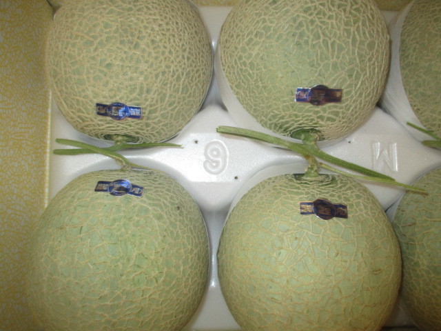 1円スタート！！※訳あり！★★【高知県夜須産】★【温室マスクメロン】【隔離栽培】★6玉★約6.8㌔★★★　38（しゅ） \u201d高知県夜須産 エメラルドメロン\u201d ちょっと訳あり 夜須産 温室スイカ 高知野菜・果物のお取り寄せなら通販ショップ「とさごろ」