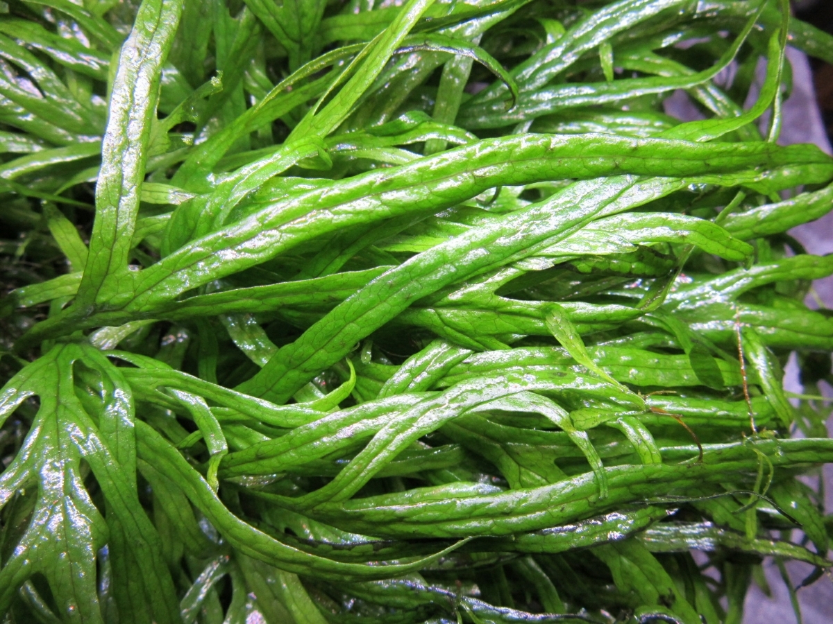 水草 一点物 活着済 沖縄別途送料 1個 レイアウト流木 無農薬 水中葉 470804 ミクロソリウムsp トライデント付 水草 一点物 活着済 沖縄別途送料 1個 レイアウト流木 無農薬 水中葉 470804 ミクロソリウムsp トライデント付