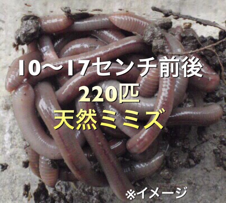 天然 ミミズ 餌 釣りえさ 生き餌 ウナギ釣り ※検索タグ