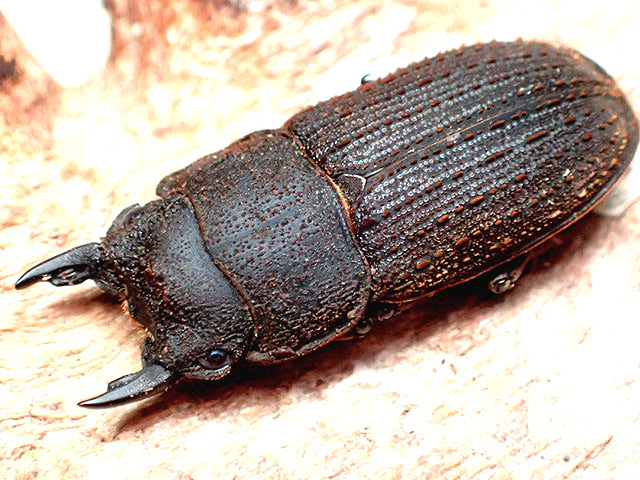 高品質，低価 セール ヤマトサビクワガタ♂２３mmペア(国産)｜売買されたオークション情報、yahooの商品情報をアーカイブ公開 - オークファン 国産