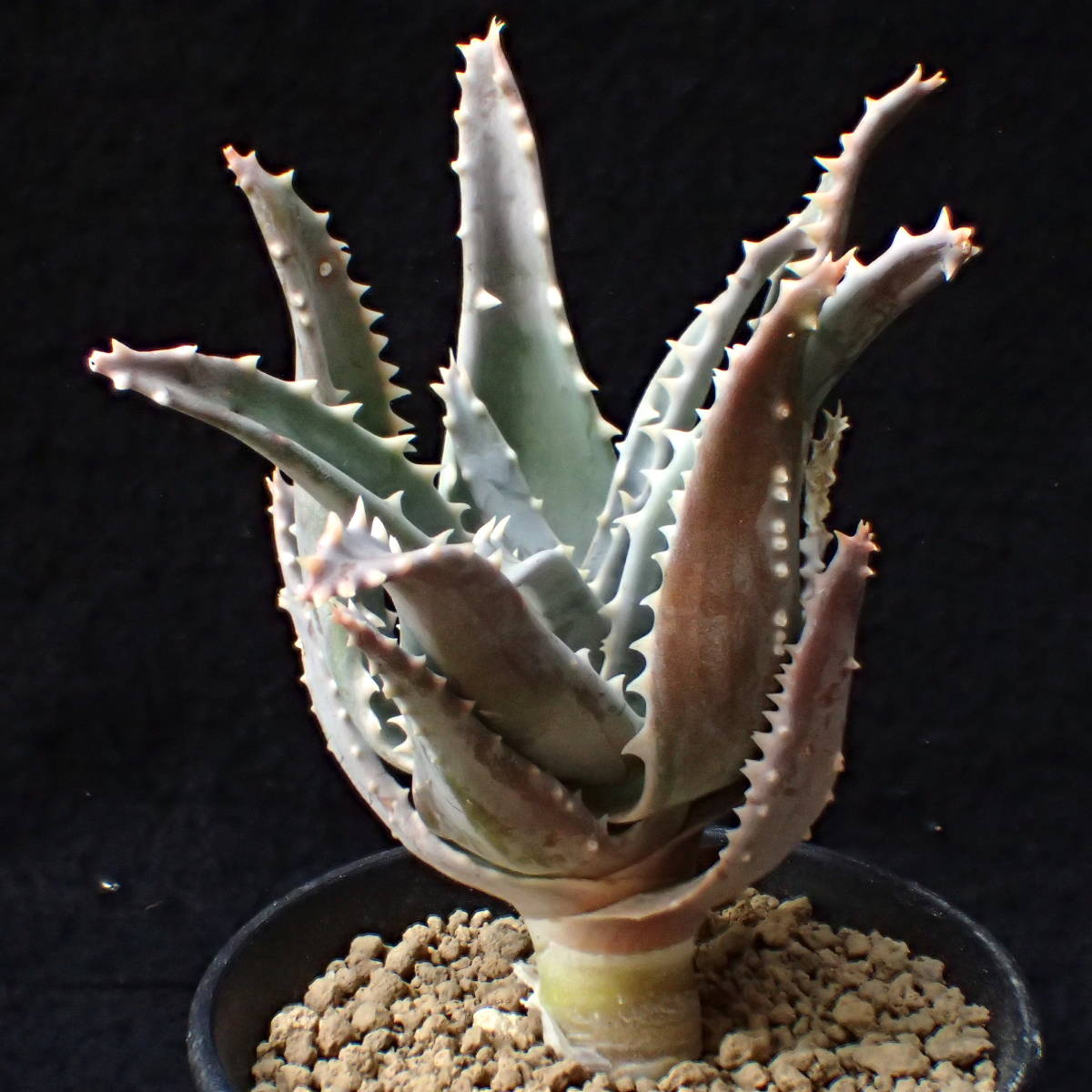 pillansii Aloe ピランシー | 多肉植物 isla del 実生Aloe アロエ