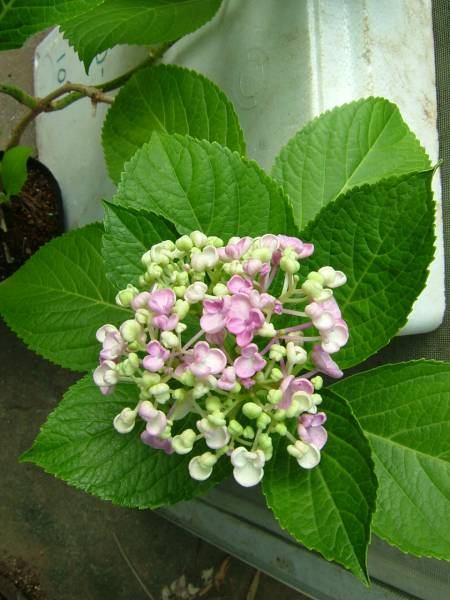 おたふく あじさい 寒い季節は落葉して茎だけになります アジサイ 売買されたオークション情報 Yahooの商品情報をアーカイブ公開 オークファン Aucfan Com