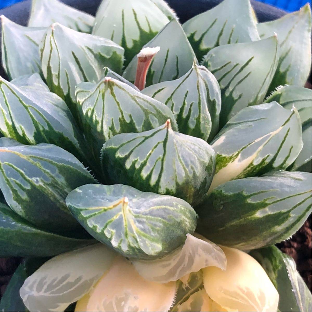 ハオルチア 多肉植物 オブツーサ錦 | 花水晶 花水晶｜観葉植物 極上斑 花