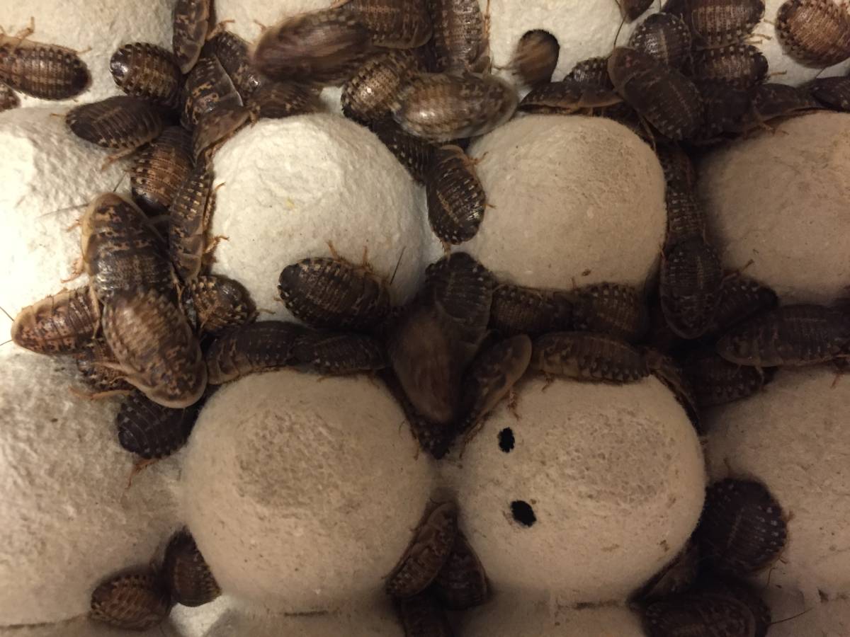 デュビア　幼虫　Lサイズ　100匹　（ヱ）　説明要確認!!_1