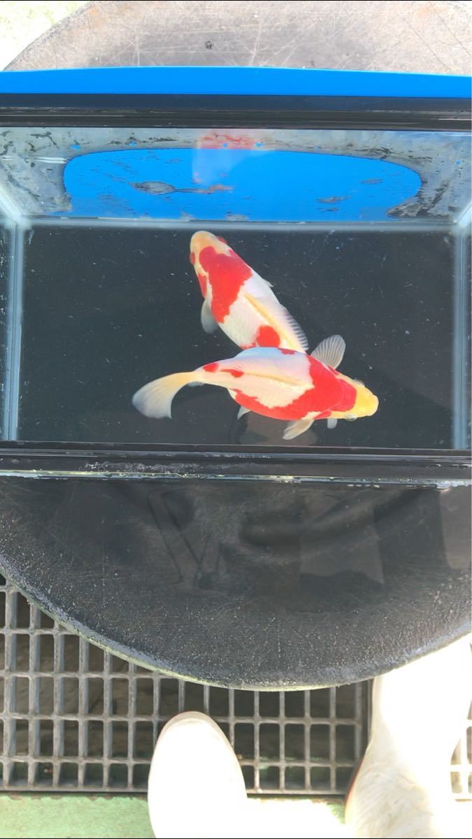 動画有。大日養鯉場がタマサバを本気で作ってみた☆14cm14.5cm！ジャンボ当歳！パート25！錦鯉と混泳可能。
