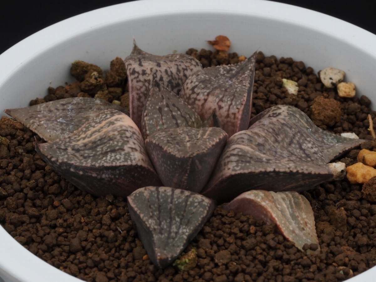 ハオルチア ピクタ錦実生　1　多肉植物_5