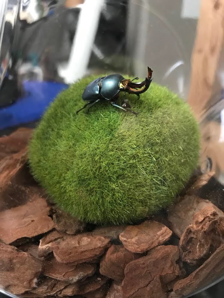 輝く色ムシ！初心者にオススメ♪300円引き【パプアキンイロクワガタ　初令3頭】_1