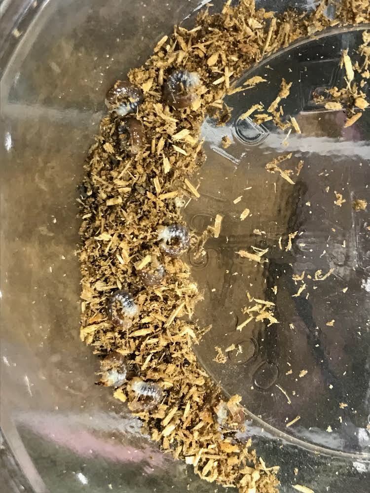 輝く色ムシ！初心者にオススメ♪300円引き【パプアキンイロクワガタ　初令3頭】_2