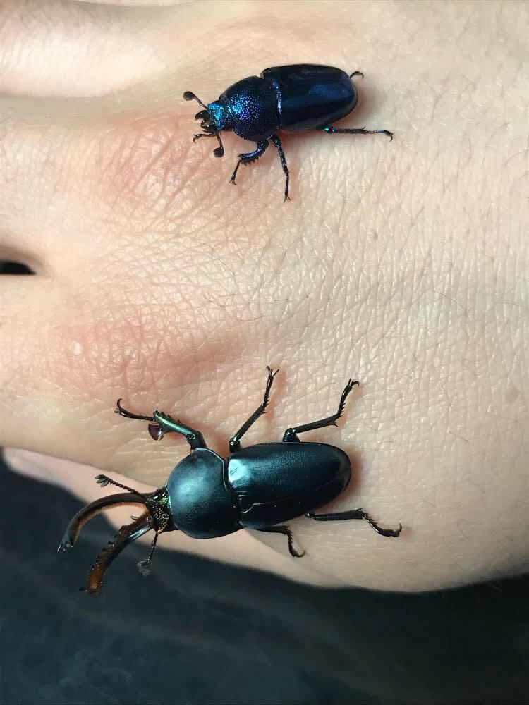 輝く色ムシ！初心者にオススメ♪300円引き【パプアキンイロクワガタ　初令3頭】_3
