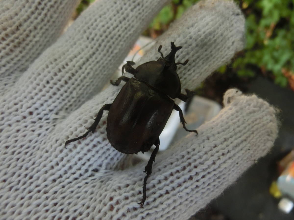 天然カブト虫 オス100匹 S ミニサイズ Newrychamber Com