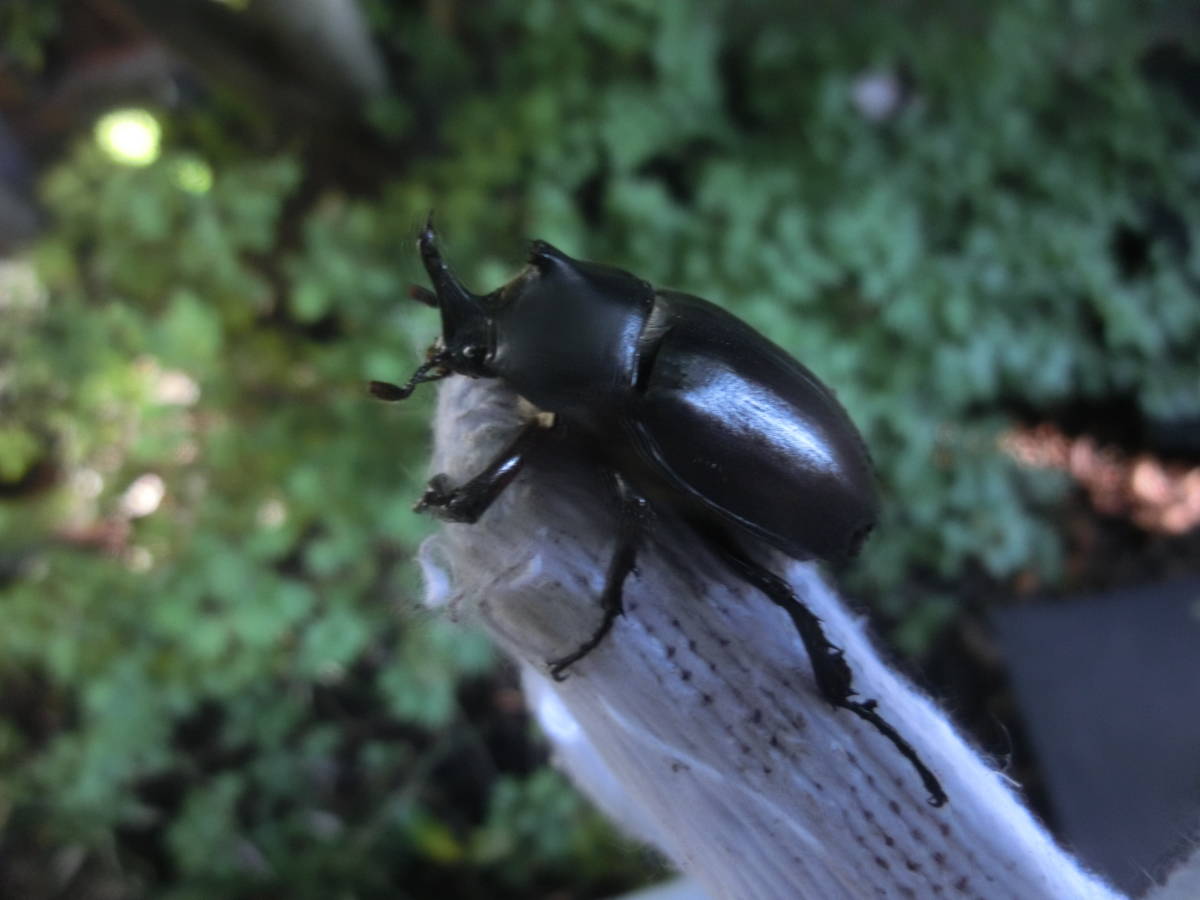 天然カブト虫 オス100匹 S ミニサイズ Newrychamber Com