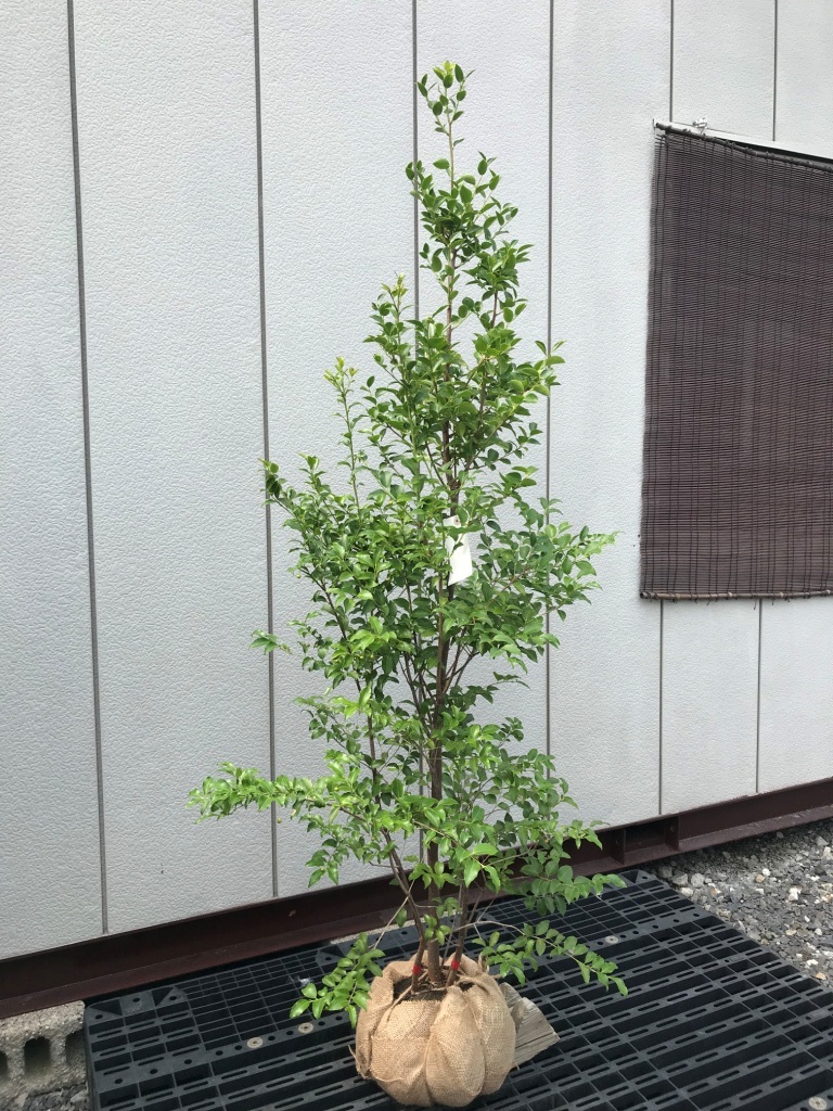 □□希少品種 クロソヨゴ株立 雄雌混植株 樹高1.5m