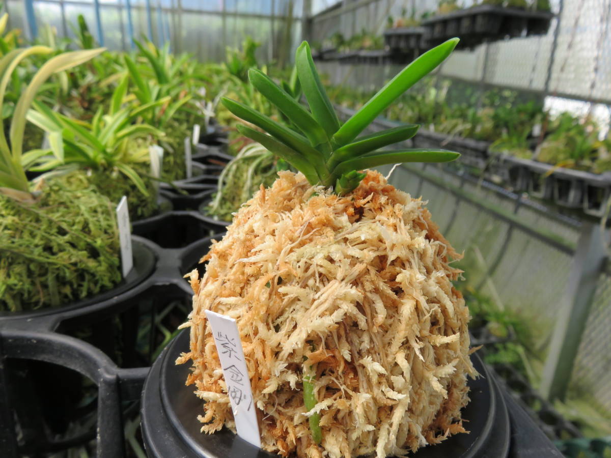 富貴蘭 ○富貴蘭○紫金剛 : | Morison 富貴蘭「玉金剛」の花（過去の 