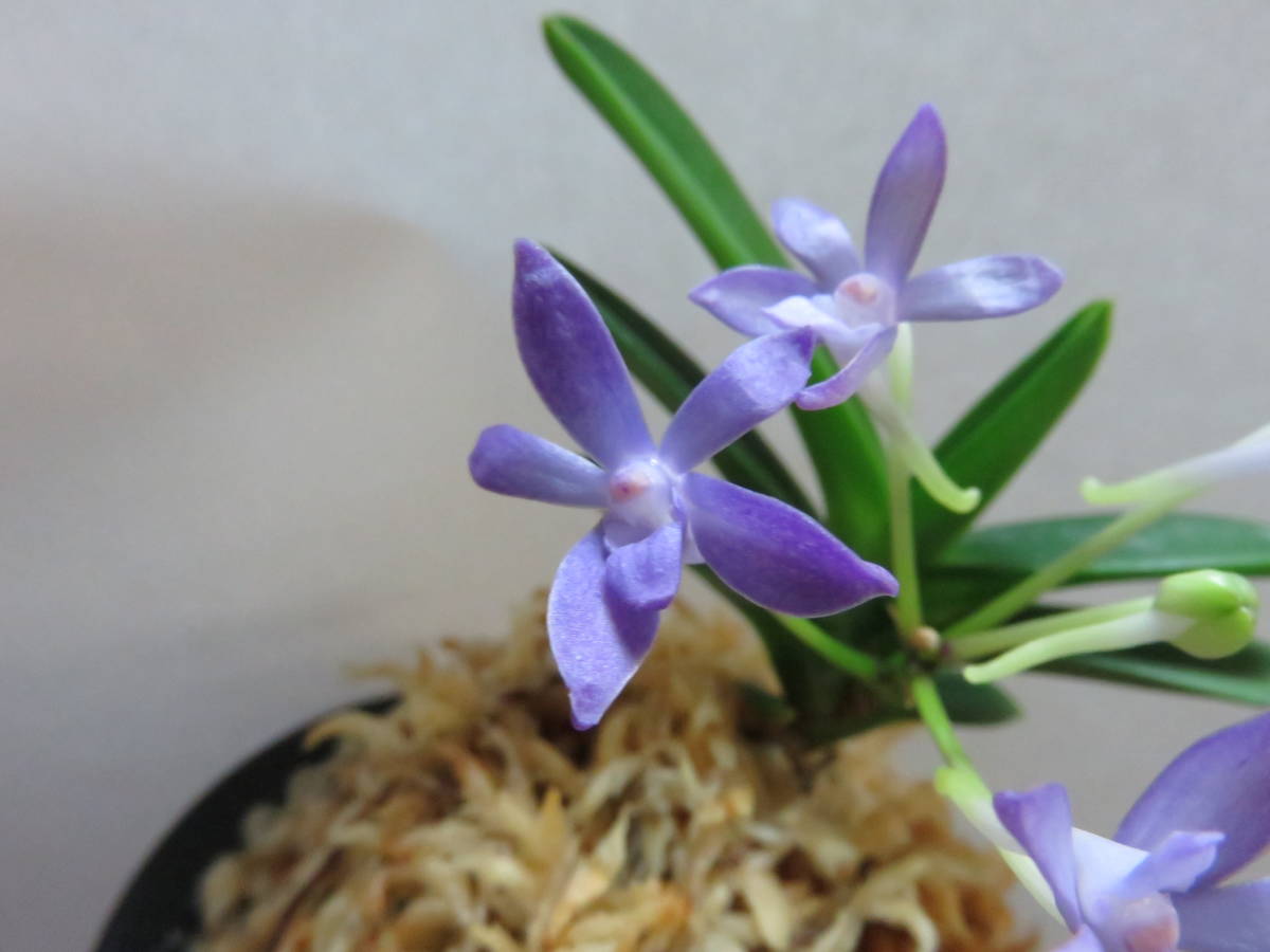 富貴蘭 ○富貴蘭○紫金剛 : | Morison 富貴蘭「玉金剛」の花（過去の 