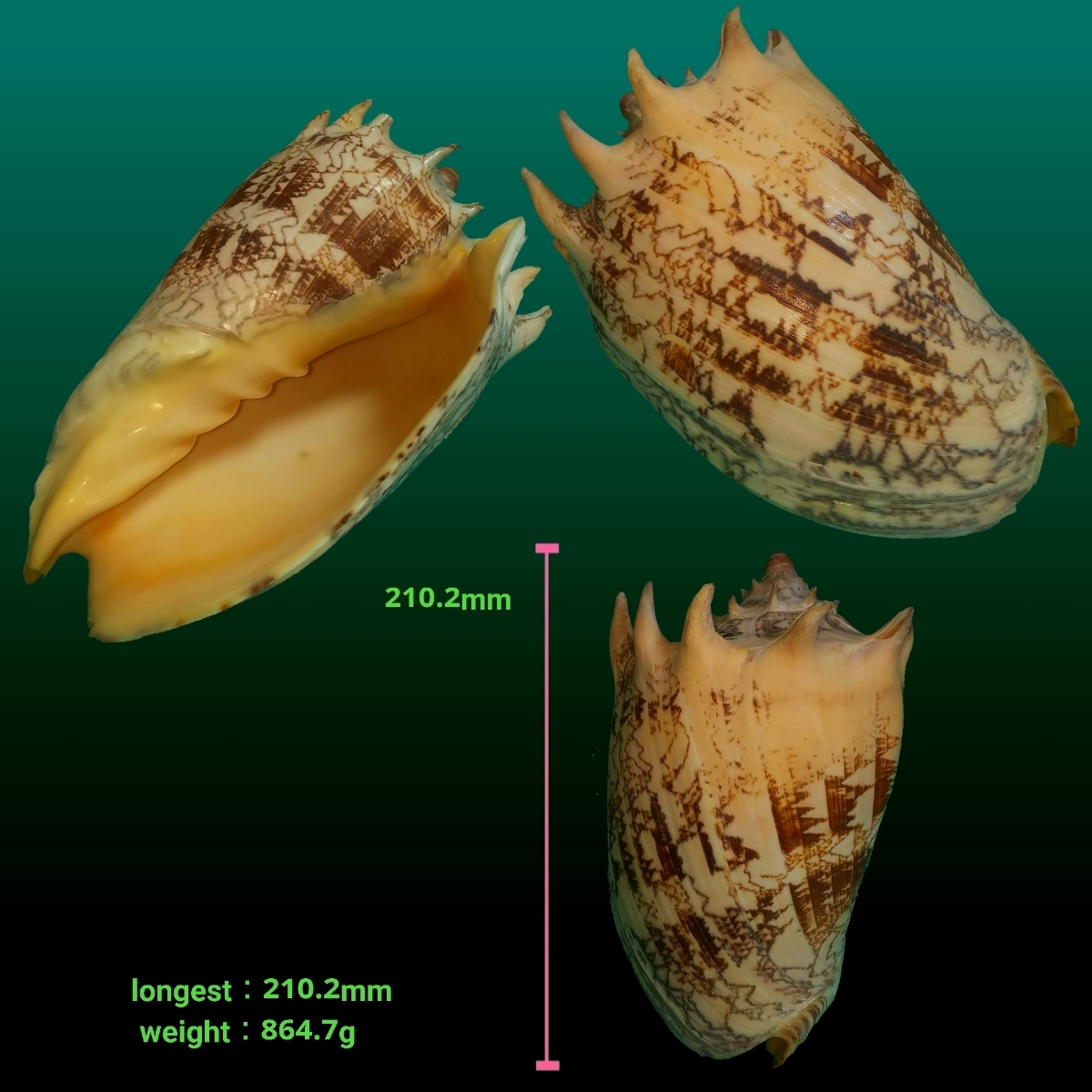 ミヒカリコウロギ | すべての商品 | やどかり屋