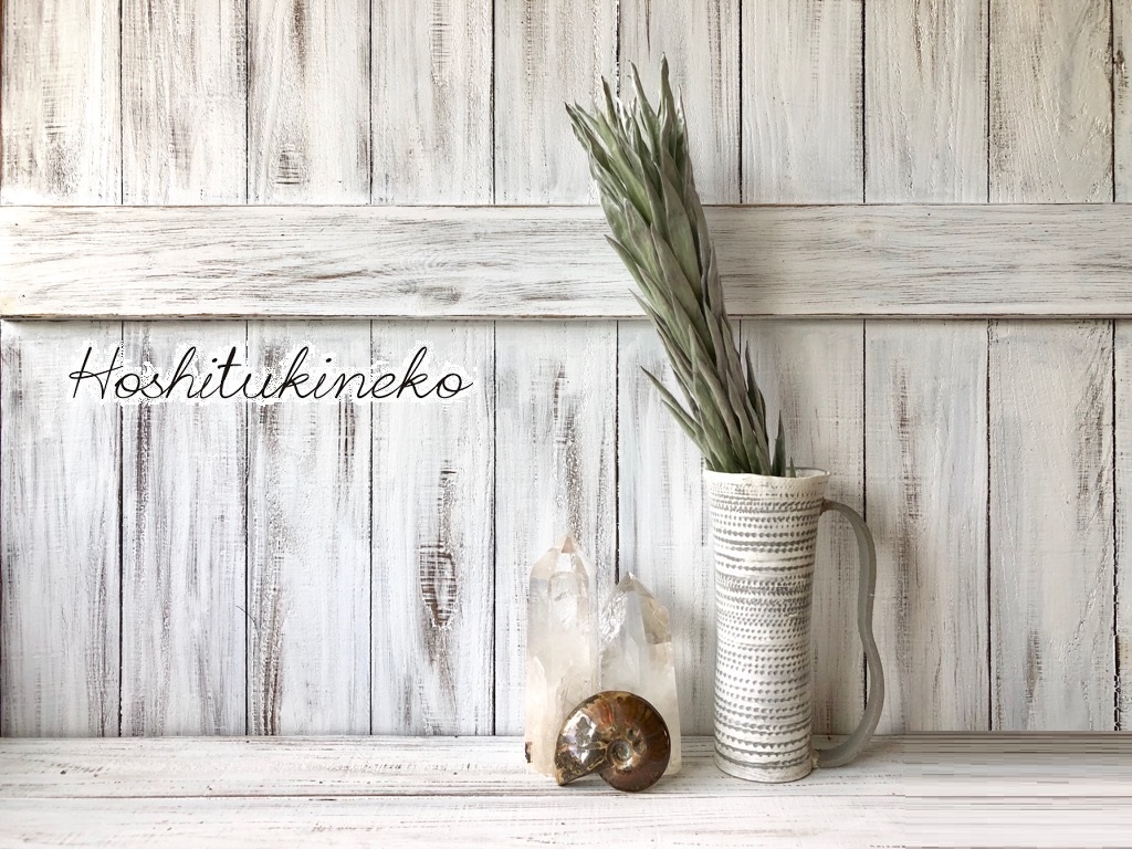 星月猫 リューカデンドロン アージェンタム シルバーツリー １本 