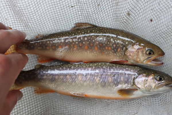 ジャンボ獅子頭 あまごの餌 １ｋｇ アマゴ 金魚 らんちゅう 川魚 イワナ ヤマメ ニジマス 琉金 エサ 売買されたオークション情報 Yahooの商品情報をアーカイブ公開 オークファン Aucfan Com
