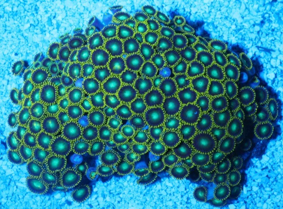 h404243162.3