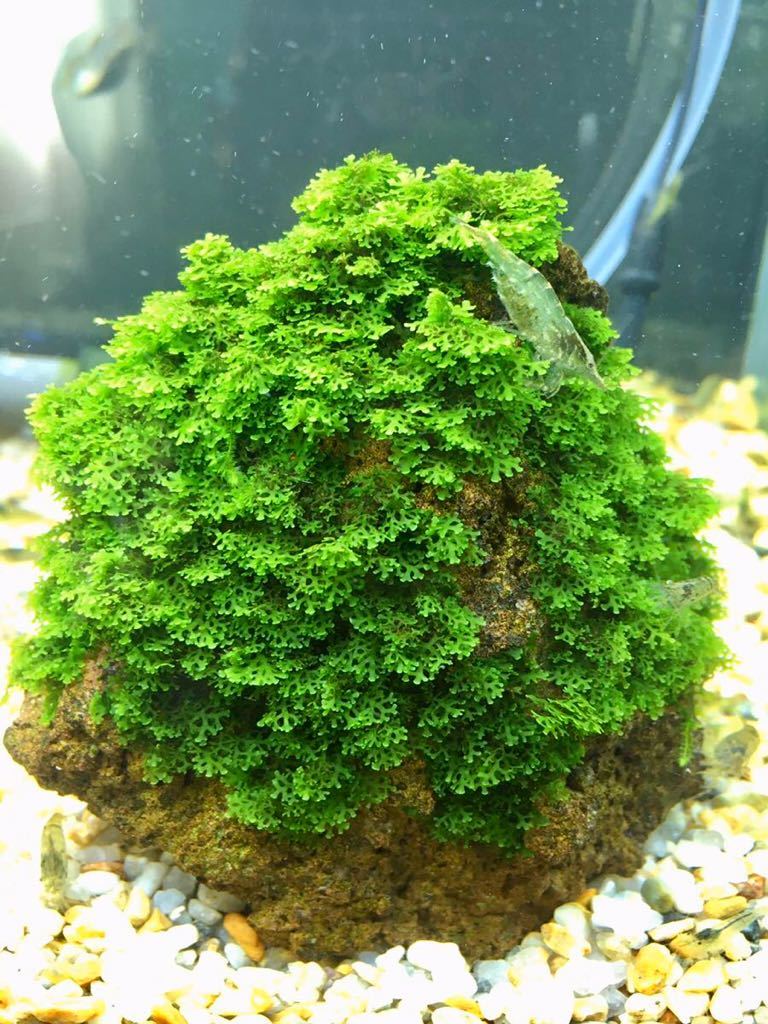 【大量セット】　プレミアムモス付き　溶岩石 プレミアムモス 溶岩石 かなり大きめ 【公式通販】