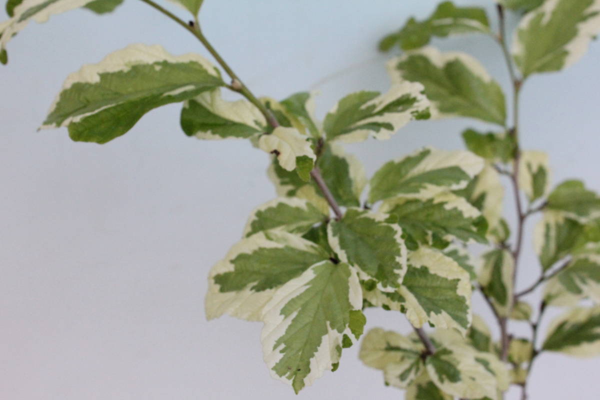 驚きの破格値，送料無料 山野草 斑入り 白深覆輪パロティア(その他)｜売買されたオークション情報、yahooの商品情報をアーカイブ公開 - オークファン その他