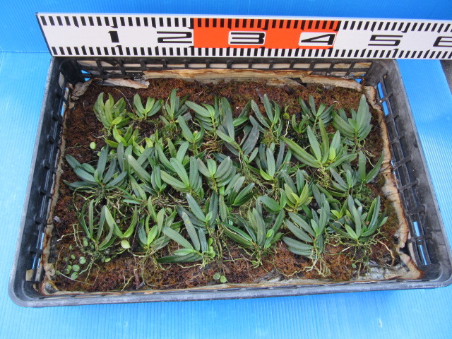 ☆山野草 着生蘭☆珍品 カシノキラン株物セット 苗 花、園芸 【公式通販】