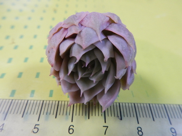 多肉植物 マーガレットレッピン錦 エケベリア マーガレット錦 公式通販